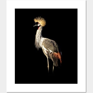Grey crowned crane Posters and Art